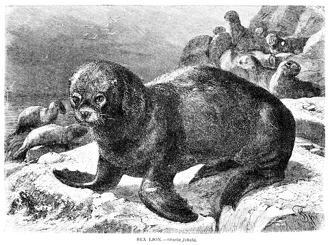 Sea lion engraving illustration 1892