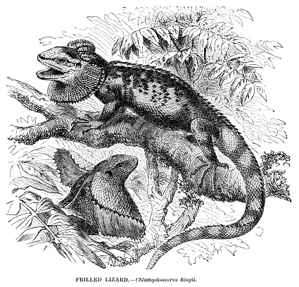 Frilled Lizard engraving illustration 1892