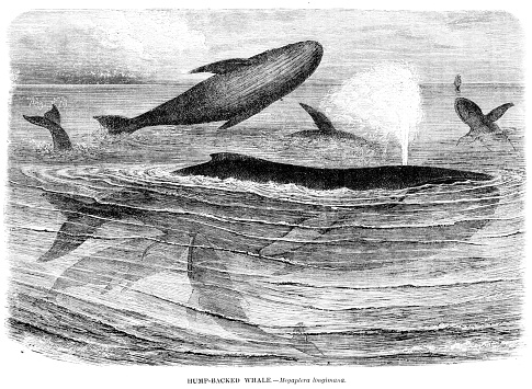 Humpback whale engraving illustration 1892