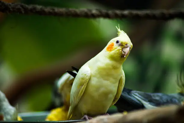 Photo of The Australian Parakeet