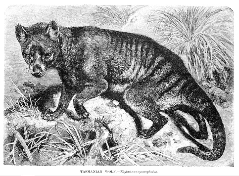 Tasmanian wolf engraving illustration 1892