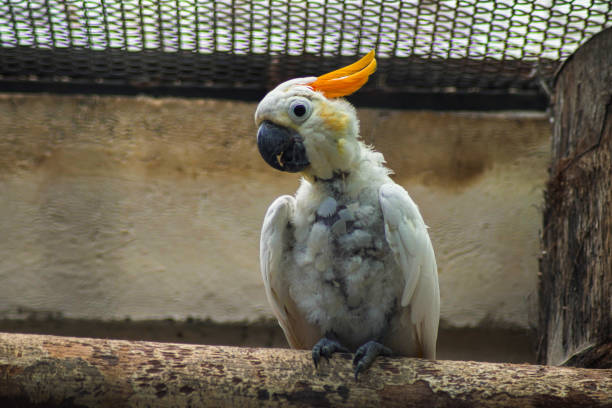 kakadu pomarańczowoczuba (kakadu cempaka) - sulphur crested cockatoo zdjęcia i obrazy z banku zdjęć