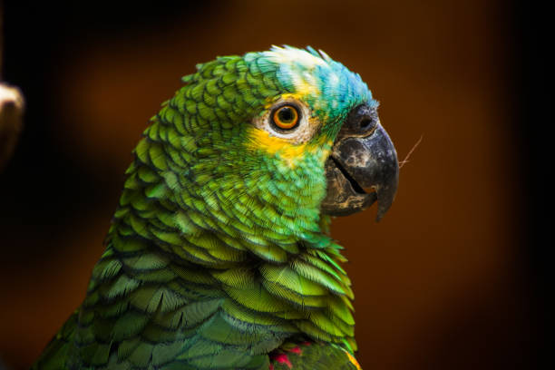 Blue-fronted amazon The Blue-Fronted Amazon is a medium-sized parrot with a green body and a yellow face amazona aestiva stock pictures, royalty-free photos & images