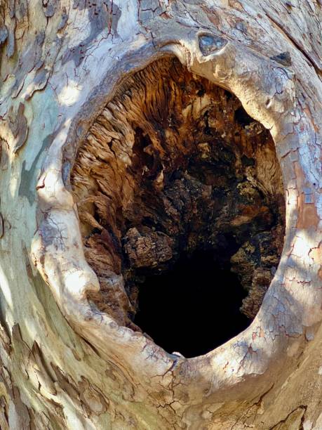 istock Arizona Sycamore Tree Hollow 1477971022