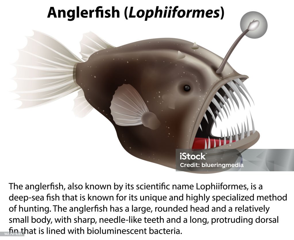 Angler Fish Features Anglerfish With Informative Text Stock Illustration - Download Image ...