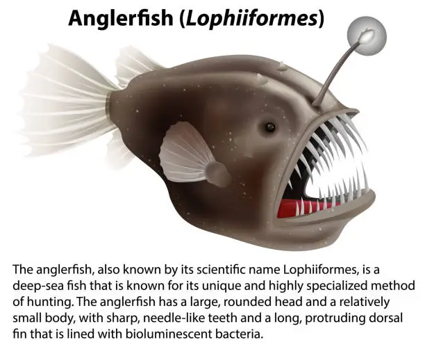 Vector illustration of Anglerfish (Lophiiformes) with Informative Text