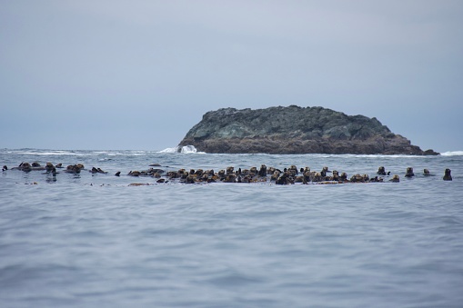 Large group of sea otters forms a raft in a bull kelp bed in Nuchatlitz Provincial Park on a cloudy day in summer, Nootka Island, British Columbia