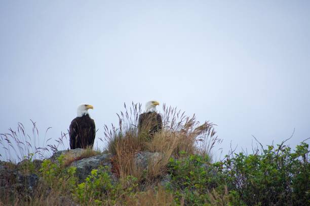 Pair of bald eagles perches on a rocky bluff and tall grass, Nuchatlitz Provincial Park Pair of bald eagles perches on a rocky bluff and tall grass, Nuchatlitz Provincial Park, Nootka Island, British Columbia bluff knoll stock pictures, royalty-free photos & images
