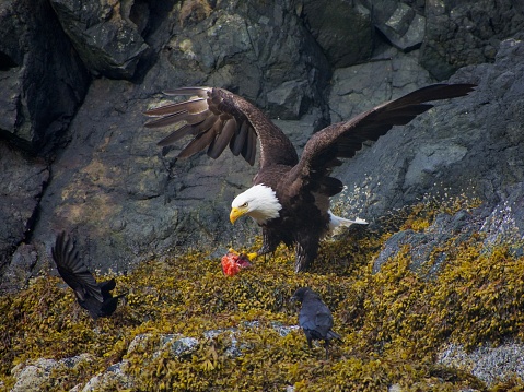 Adult bald eagle defends its salmon carcass from crows, wings spread, Nuchatlitz Provincial Park, British Columbia