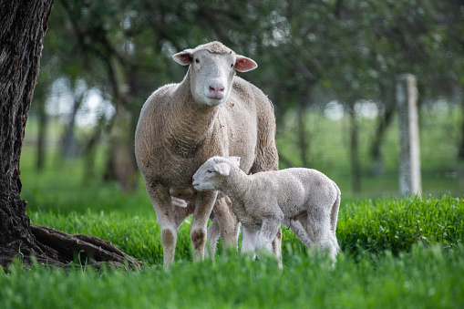 prime lambs on green grass