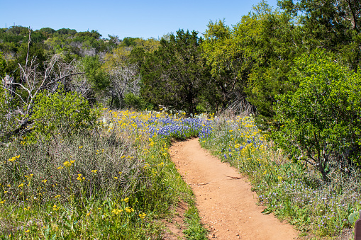 A footpath leads through the beautiful bluebonnets and wildflowers on a nature hike during springtime in the Central Texas Hill Country