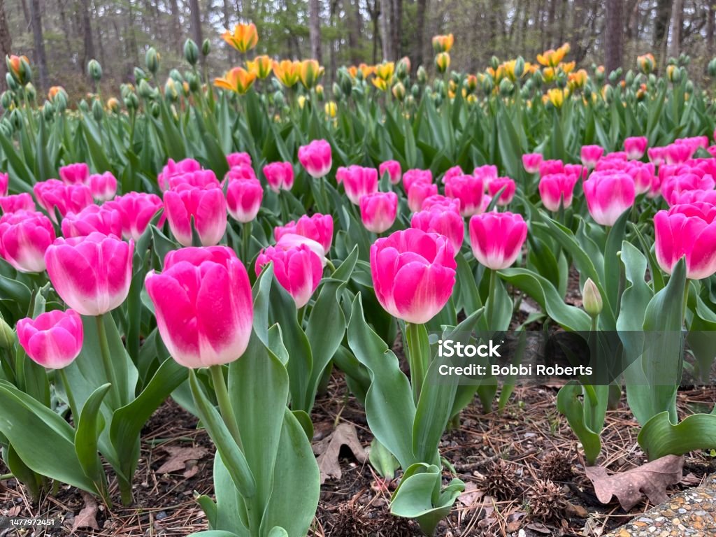 TOTALLY TULIPS Beautiful, vibrant pink and yellow tulips blooming and about to bloom. Abundance Stock Photo