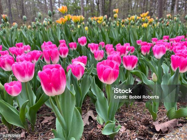 Totally Tulips Stock Photo - Download Image Now - Abundance, Beauty, Beauty In Nature
