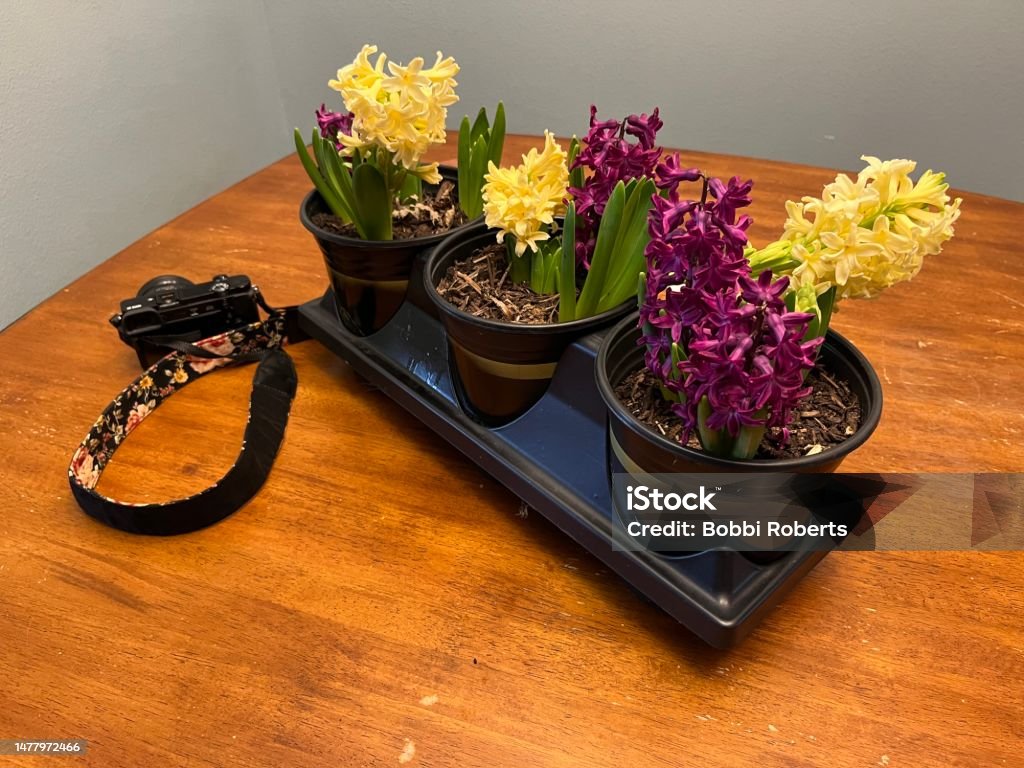 Hyacinths Photos Purple & Yellow hyacinths blooming on a table. Camera is there, ready to take photos. Aromatherapy Stock Photo
