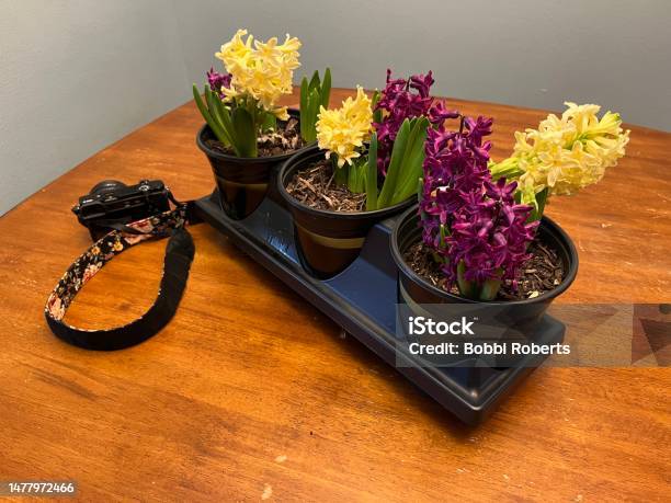 Hyacinths Photos Stock Photo - Download Image Now - Aromatherapy, Art, Beauty