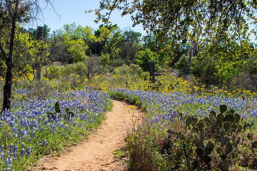 Beautiful Texas Bluebonnets and yellow wildflowers fill the space between the granite footpaths.  Spring in Texas is an amazing experience and is a popular tourist attraction.  Inks Lake State Park, Burnet TX