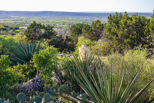 Beautiful Yucca Madrensis plants blooming with white flowers with a view of the Texas Hill Country and valley below. Springtime in the Texas Hill Country.