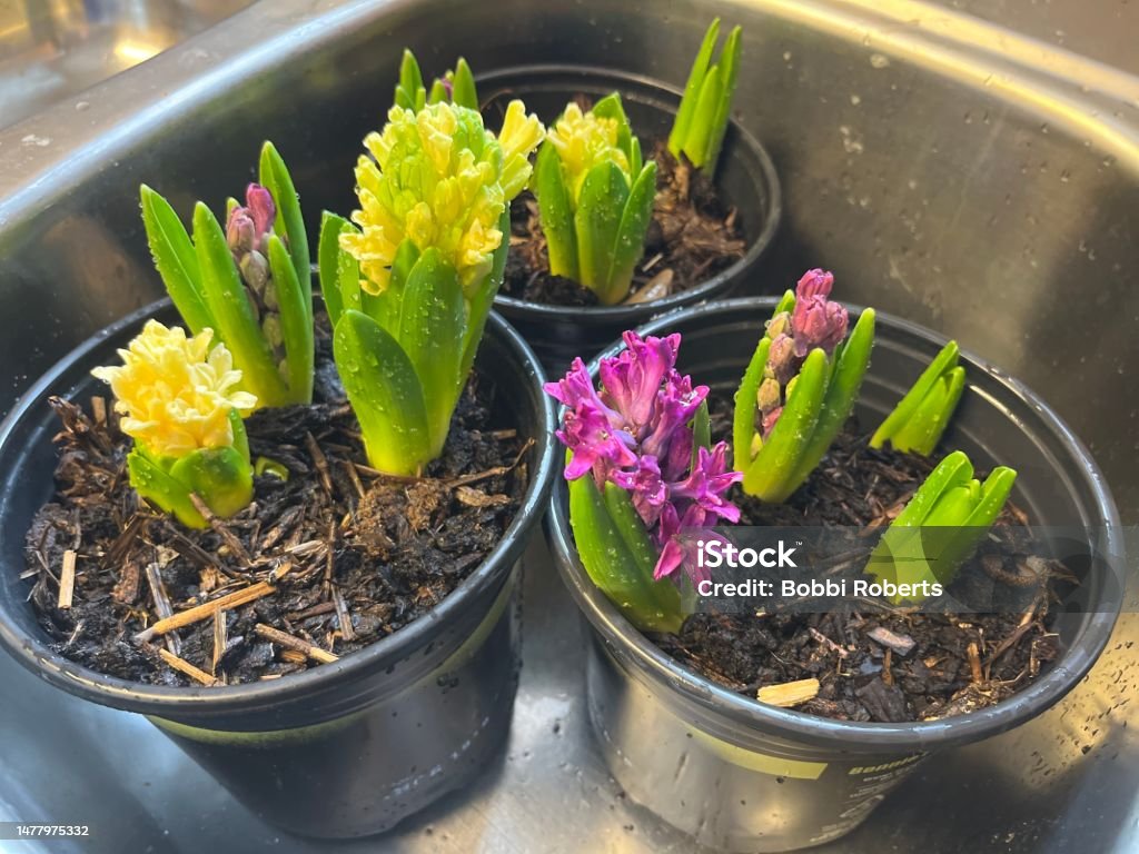 Blooming Hyacinths In The Sink Bright yellow and purple hyacinths blooming Flower Stock Photo