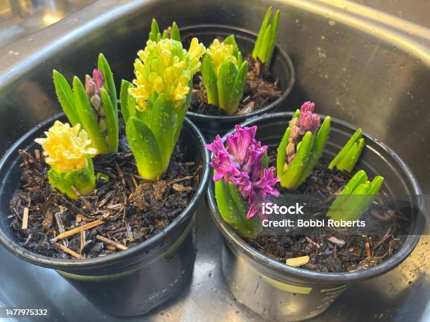 Blooming Hyacinths In The Sink Stock Photo - Download Image Now - Flower, Flower Pot, Agriculture
