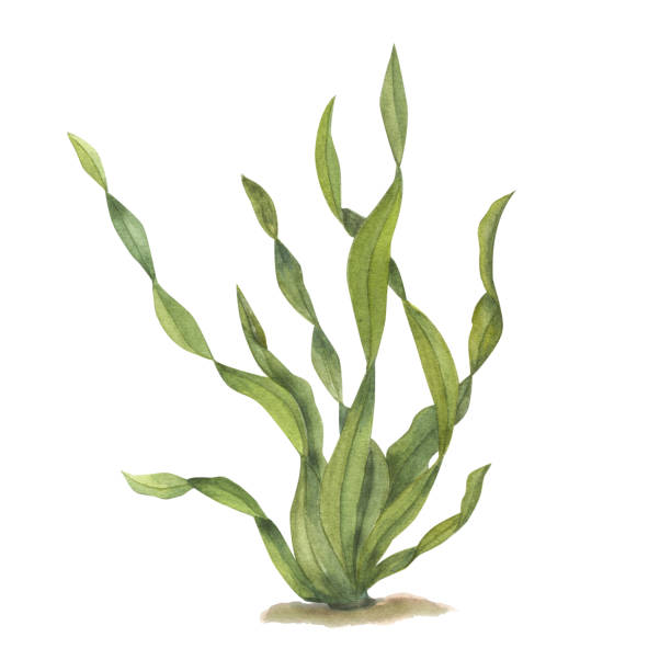 istock Watercolor illustration of a marine flora isolated on white background. Print for design, cards, background, menus, souvenirs, decor, banner, wallpaper, fabric, textile, wrapping 1477976440