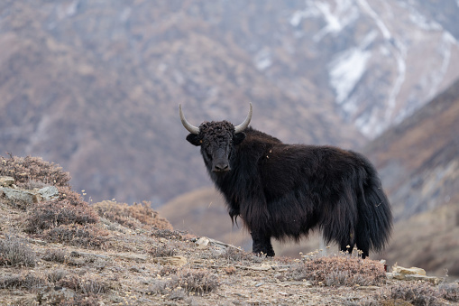 A yak standing on the top of a hill with the blurred snow covered mountains in the background.