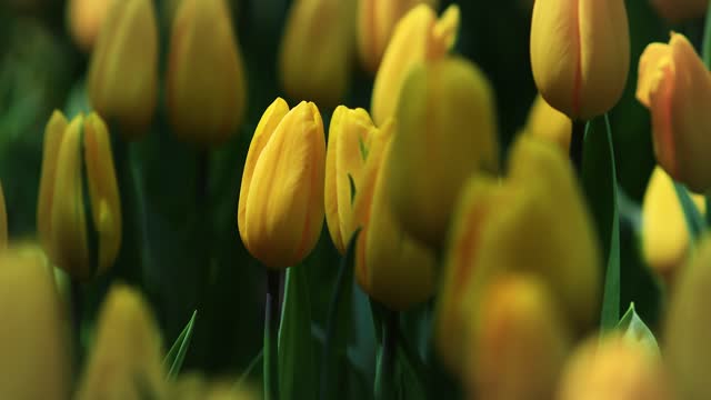 Beautiful yellow tulips in flower garden.