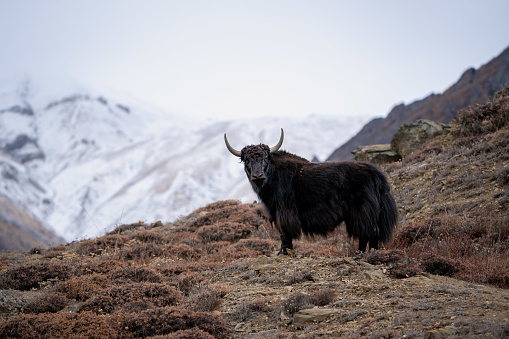 Scenic view of a lonely yak at the orange meadow with view of the Tian Shan mountains peaks in Central Asia