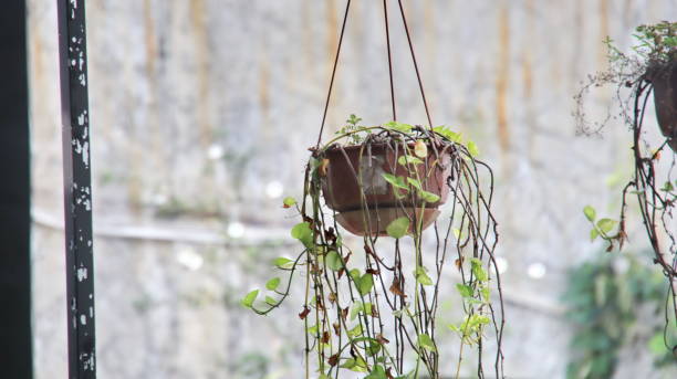 istock Baskets of hanging flowers on balcony 1477977617