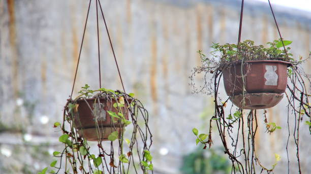 istock Baskets of hanging flowers on balcony 1477977627