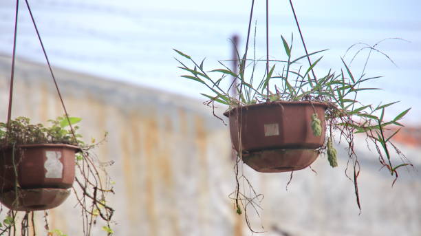 istock Baskets of hanging flowers on balcony 1477977629