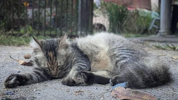 istock Seeko the pet cat sleeps tiredly after playing. 1477977655
