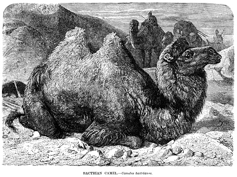 Bactrian camel engraving illustration 1892