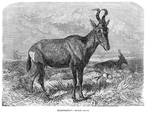 The hartebeest engraving illustration 1892