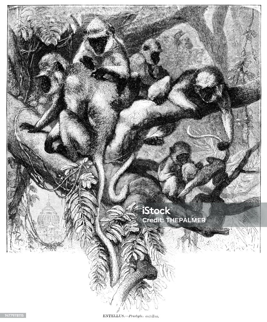 Entellus Entellus Monkey Engraving Illustration 1892 Stock Illustration ...