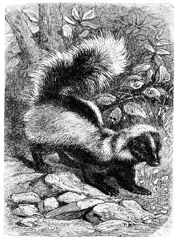 Skunk engraving illustration 1892