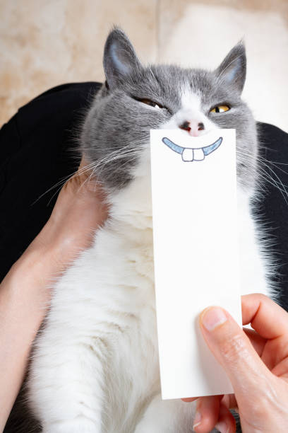 istock cat with hand drawn sketch of a laughing mouth with two big front teeth 1477978885
