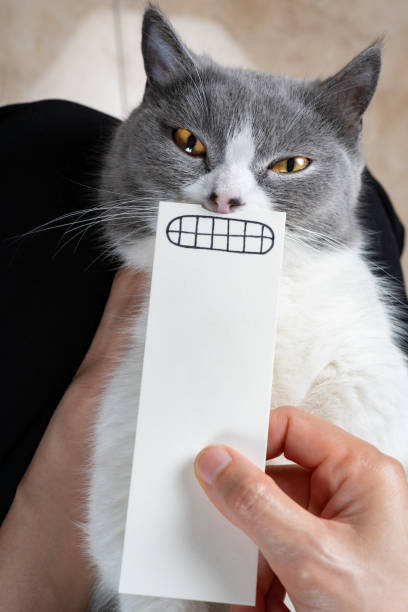 istock cat with hand drawn sketch of an angry mouth 1477978894