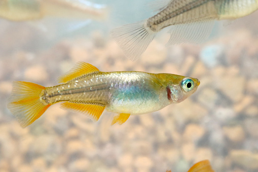 Japanese gold fin and tailed shinny glacier colored aquarium Killifish “Medaka” ricefish, closeup macro photography.