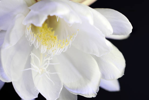 Pure white \