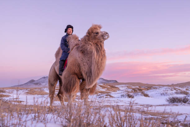 the two-humped bactrian camel (camelus bactrianus) is the most common species of camel found in mongolia, and it is well-suited to the harsh climate and terrain of the gobi desert. - bactrianus imagens e fotografias de stock