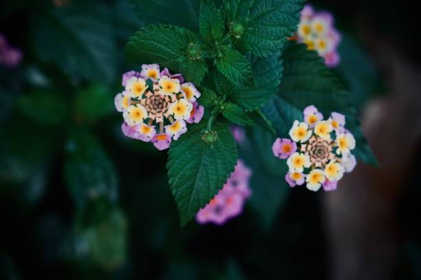 istock Flower - Lantana Camara L. 1477979382