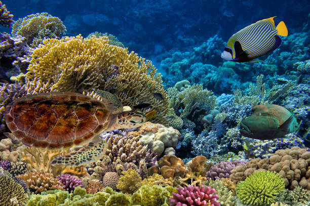 istock Green turtle swimming in blue ocean 1477981311