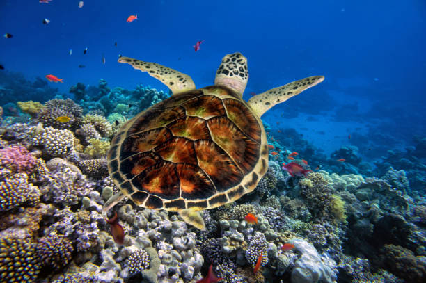 istock Green turtle swimming in blue ocean 1477981354