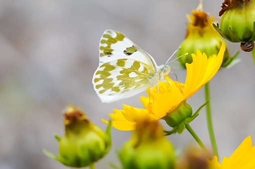 In close-up view, a butterfly with a white background and yellow markings is perched on a golden dandelion, with a blurred background.