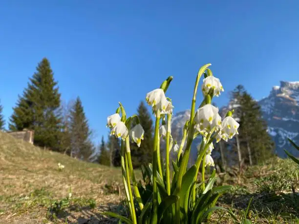 Spring snowflake (Leucojum vernum), Märzenglöckchen (Maerzengloeckchen), Märzenbecher (Maerzenbecher), Frühlings-Knotenblume (Fruehlings-Knotenblume), Nivéole de printemps, Proljetni drijemovac ili Visidjed