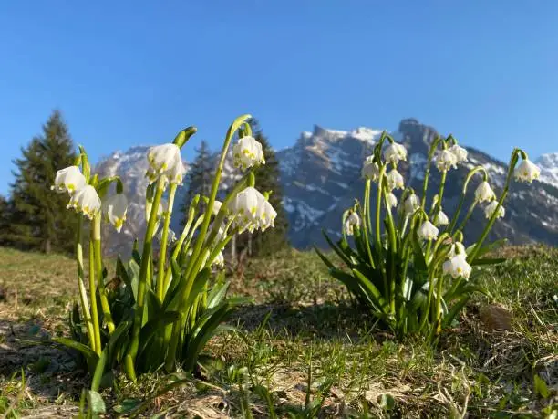 Spring snowflake (Leucojum vernum), Märzenglöckchen (Maerzengloeckchen), Märzenbecher (Maerzenbecher), Frühlings-Knotenblume (Fruehlings-Knotenblume), Nivéole de printemps, Proljetni drijemovac ili Visidjed