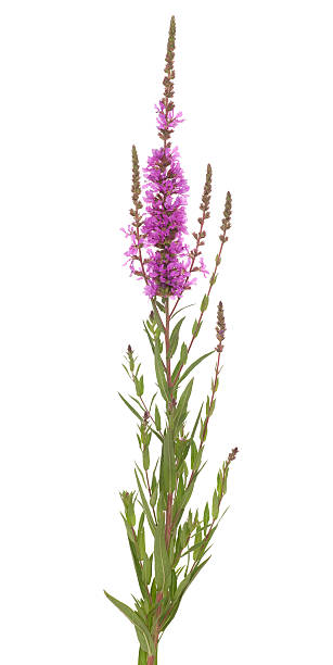 purple loosestrife single purple loosestrife (Lythrum salicaria) on white lythrum salicaria purple loosestrife stock pictures, royalty-free photos & images