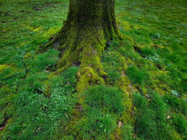 Several shades of green grass