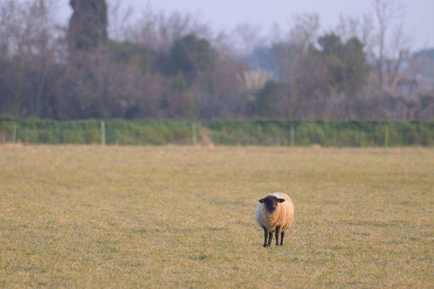 istock A sheep standing on a pasture near Arles 1477990555