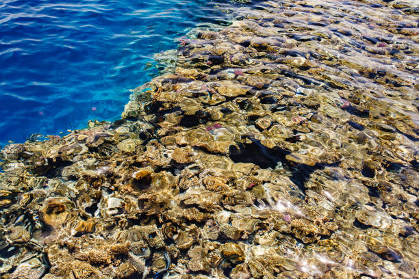 Beautiful underwater scenery of coral reefs at Okinawa Japan